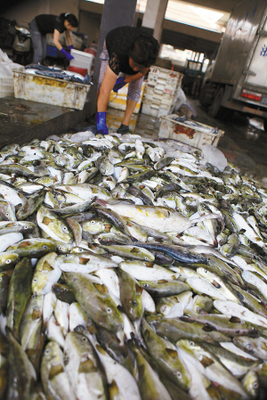 溫嶺松門水產市場驚現野生河豚交易，食品安全警鐘再響